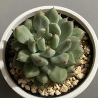 エケベリア,ザラコーザ,ザラコーザ,多肉植物,Junの植物図鑑の画像