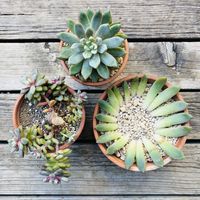 ブラッドスワロー,多肉植物,鉢植え,葉挿し,エケベリア属の画像
