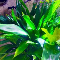 ハラン　天の川,葉蘭の画像