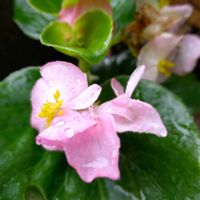 クレマチス,ベゴニア,オリヅルラン,可愛い〜♡,ピンクの花の画像