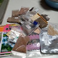 ピーマン,茄子,ハナトラノオ,植え替え,和むの画像
