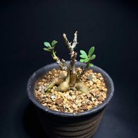 チレコドン,塊根植物,お目覚め,チレコドン属,バルコニストの画像