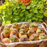イポメア,多肉植物,多肉寄せ植え,秋の気配,ハロウィンの画像