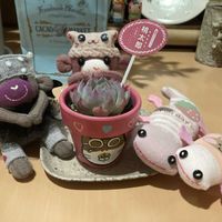 ベランダー,多肉女子,GS植物うちなーぐち会,I love はちゅ,ハロウィン月間の画像
