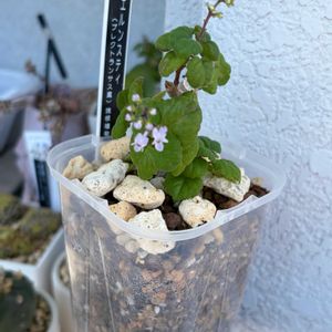 プレクトランサス,プレクトランサス エルンスティ,多肉植物,観葉植物,塊根植物の画像