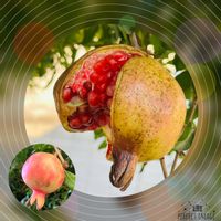 ザクロ,ウォーキングの楽しみの画像