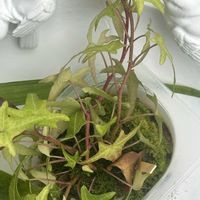 アイビー,苔玉,ありがとう♡,放ったらかし隊,人に優しくの画像