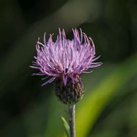 アザミ,山野草,登山,マクロ撮影,一眼レフの画像