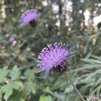 アザミ,山野草,花のある暮らし,植中毒,おでかけ先の画像