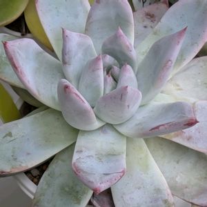 ブラックサバス,多肉植物,葉挿し,多肉寄せ植え,実生苗の画像