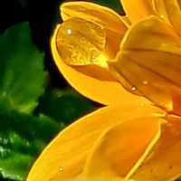 ビデンス,癒し空間,ありがとう,花雫,穏やかな時間の画像