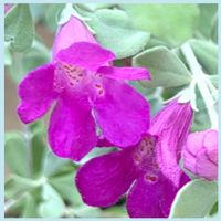 ケイトウ,レウコフィラム,今日のお花,輝かしい未来,真っ赤な火曜日の画像