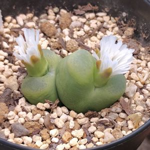 コノフィツム マウガニー,多肉植物,多肉大好き,多肉中毒,花のある暮らしの画像