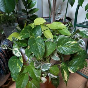 ポトス,観葉植物,成長記録,多様性を愛する会,人に優しくの画像