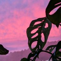 マドカズラ,観葉植物,モンステラ属の画像