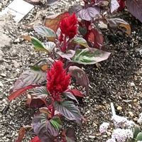芝生,可愛い,癒される,花のある暮らし,綺麗の画像