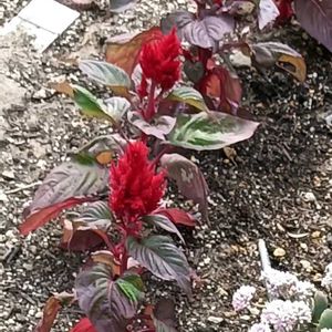 芝生,可愛い,癒される,花のある暮らし,綺麗の画像