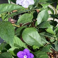 ニオイバンマツリ,匂蕃茉莉(ニオイバンマツリ)の画像