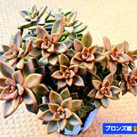  ブロンズ姫,ブロンズ姫,植物男子ベランダー,グラプトぺダルム属,ベランダの画像