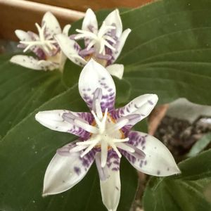 ホトトギス,ガーデニング,シェードガーデン,秋の庭,宿根草♪の画像