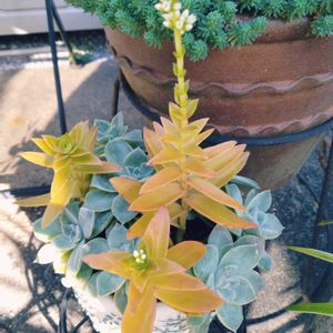 多肉植物,多肉寄せ植え,お庭の植物,葉挿しっ子,火祭りの花の画像