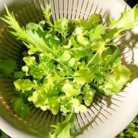 ルッコラ,水菜,水耕栽培,家庭菜園,ベランダの画像