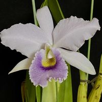 カトレア,ブルームーン,C.G.ロベリングの画像