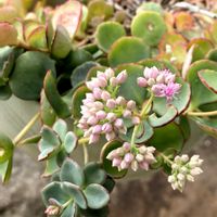 ミセバヤ,多肉植物,お花,おうち園芸の画像