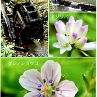 花言葉,山野草,秋の花,花のある暮らし,台原森林公園の画像
