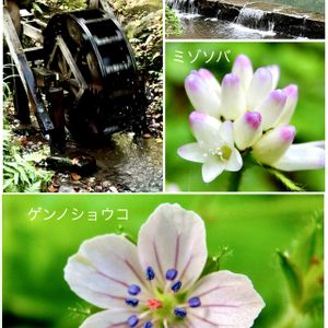 花言葉,山野草,秋の花,花のある暮らし,台原森林公園の画像