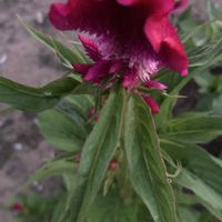 ケイトウ,ビワ,生姜,花のある暮らし,チーム千葉✿︎の画像