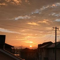 クフェア,クフェア,クレマチス,クレマチス,ベゴニアの画像