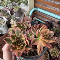 多肉,ブロンズメダル錦,多肉植物,アエオニウム,ブロンズメダル錦ⓚの画像