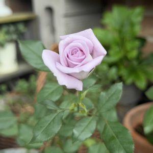 バラ,ミニバラ,ガーデニング,マイガーデン,花のある暮らしの画像