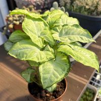 サンスベリア,シンゴニウム ホワイトバタフライ,観葉植物,観葉植物初心者,観葉植物のある暮らしの画像