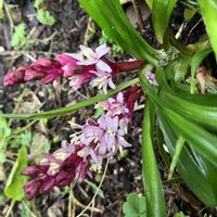 ミニトマト,ミニトマト,吉祥草,吉祥草（きちじょうそう）,吉祥草（きちじょうそう）の画像