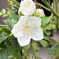 バイカウツギ,ガーデニング,白い花,花のある暮らし,小さな庭の画像