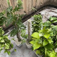 マドカズラ,モスポール,観葉植物,モンステラ属の画像