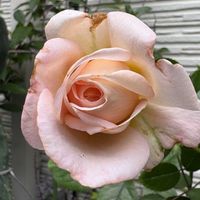 バラを楽しむの画像