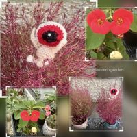 コキア,ハナキリン,多肉植物,あっ火曜日,ハロウィン月間の画像