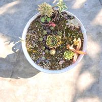 火祭り,多肉植物 寄せ植え,アトランティス,センペルビウム,雑草と多肉植物の画像