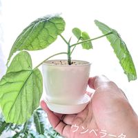 ウンベラータ,フィカス,観葉植物の画像