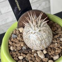 パキポディウム,パキポディウム,多肉植物,塊根植物,休眠の画像