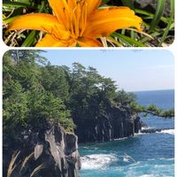 オシロイバナ,エンゼルトランペット,海岸植物,ノアサガオ,浜萱草(ハマカンゾウ)の画像