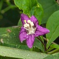 クコ,クコ,枸杞（クコ）の花,枸杞（クコ）の花,散歩道の画像