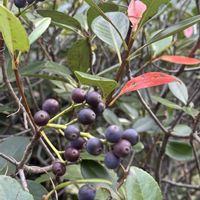 シャリンバイ,シャリンバイ,楠木正成像,常緑低木,バラ科の画像