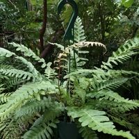 シダ,ブレクナム オッチデンタレ,観葉植物,シダ植物,ブレクナム属の画像