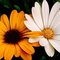 観葉植物,はなはな,花のある暮らし,花の写真,花のある生活の画像