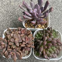 トップシーデビー,ピンクルルビー, ブロンズ姫,多肉植物,多肉植物のある暮らしの画像