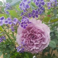 カラミンサ,ピエールドゥロンサール,レイニーブルー,聖火,デュランタ 宝塚の画像